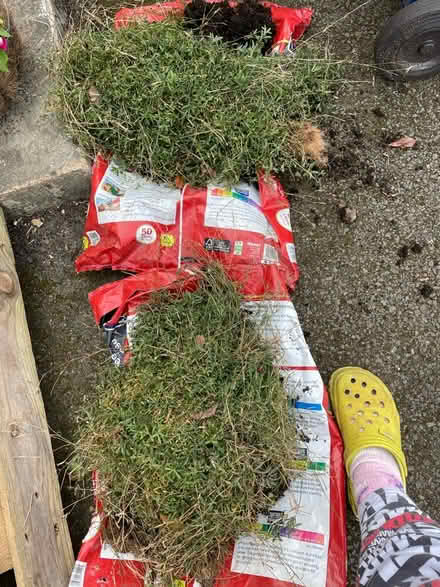 Photo of free Dianthus plants (Amersham HP7) #1