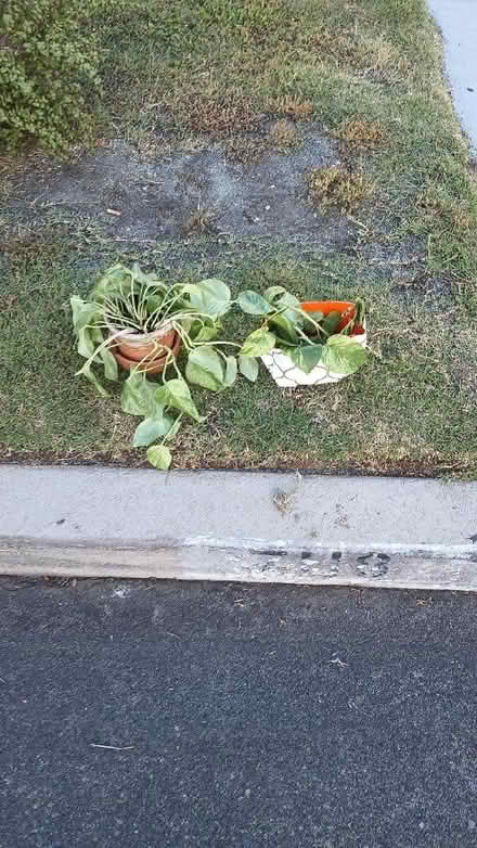 Photo of free Curb alert: Pothos and cuttings (91605) #1