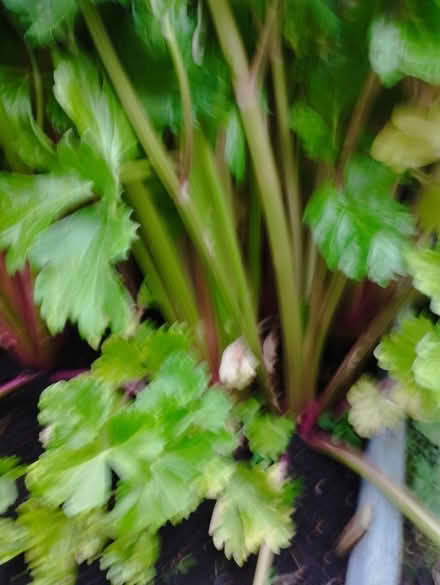 Photo of free Home grown celery (Farringdon Park PR1) #3