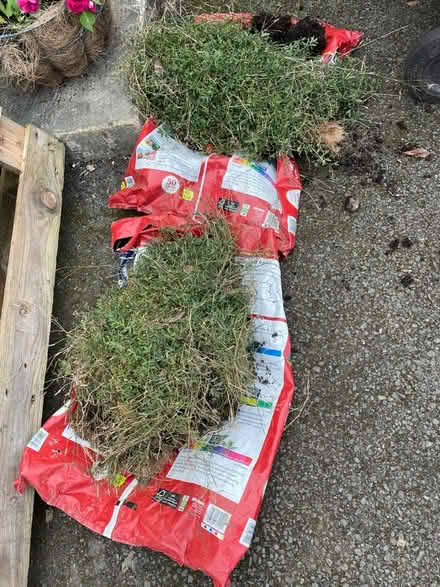 Photo of free Dianthus plants (Amersham HP7) #2