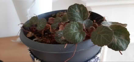 Photo of free Indoor plant (Comely Bank EH4) #1