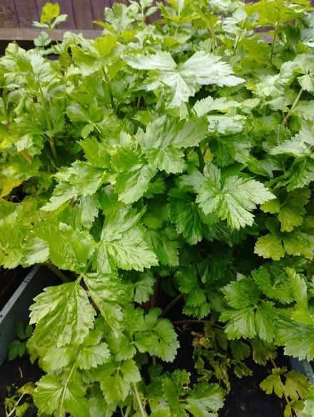 Photo of free Home grown celery (Farringdon Park PR1) #1