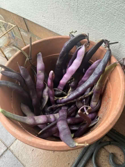 Photo of free Climbing bean pods for drying (Kendal LA9) #1