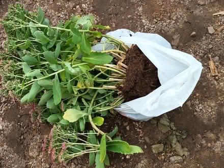 Photo of free Sedum plant and roots - bag 1 (Leicester/Wigston LE2) #1