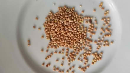 Photo of free Millet, bird seed (RG2 south Reading) #3