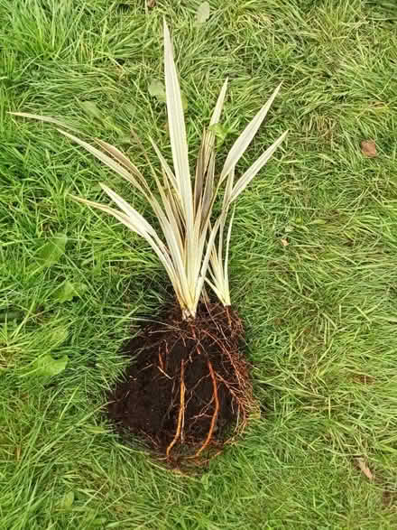 Photo of free Phormium plant and roots (Leicester/Wigston LE2) #1