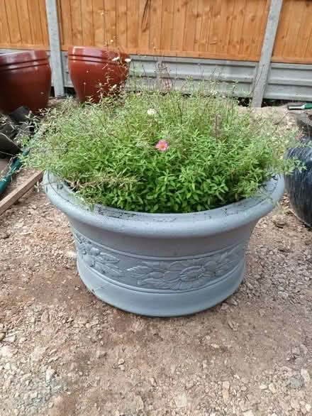 Photo of free Painted concrete pot with Erigeron (Leicester/Wigston LE2) #1