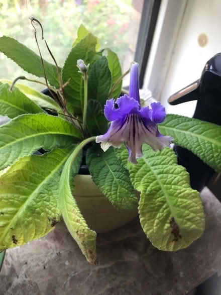 Photo of free 2 Streptocarpus (SG1 Stevenage) #1