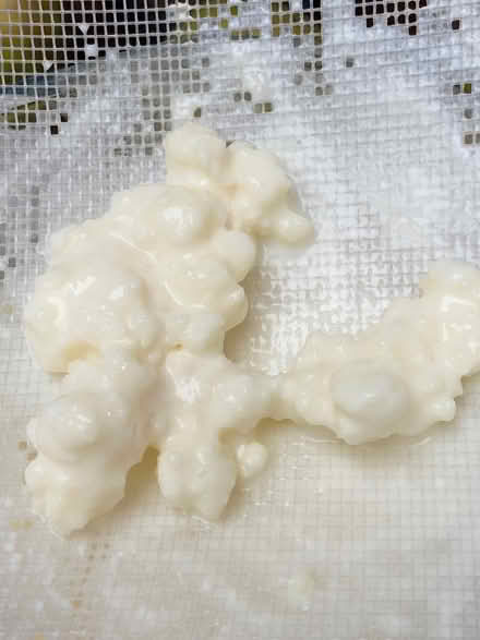 Photo of free Kefir grains (Speldhurst TN3) #1