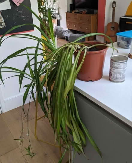 Photo of free Overgrown spider plant (Denmark hill) #1