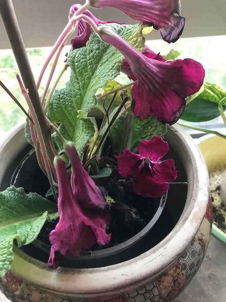 Photo of free 2 Streptocarpus (SG1 Stevenage) #2