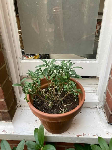 Photo of free Plants and pots (Preston Park BN1) #3