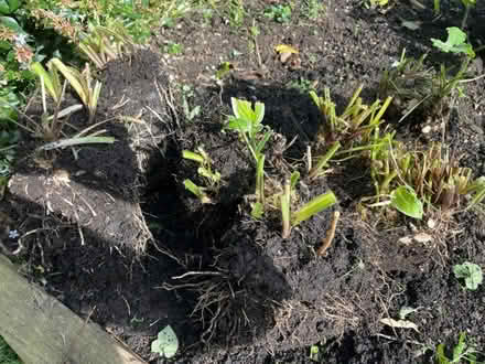 Photo of free Hostas (Sutton Farm SY2) #1