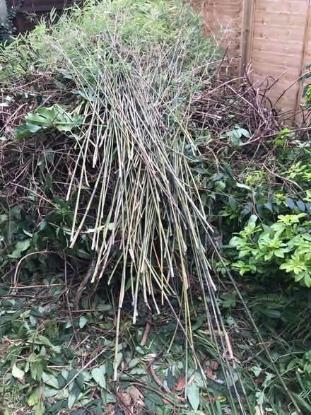Photo of free Organic bamboo canes (Cranwell) #1