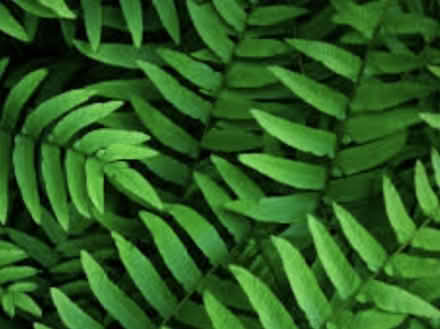 Photo of Plants (Wivenhoe CO7) #1