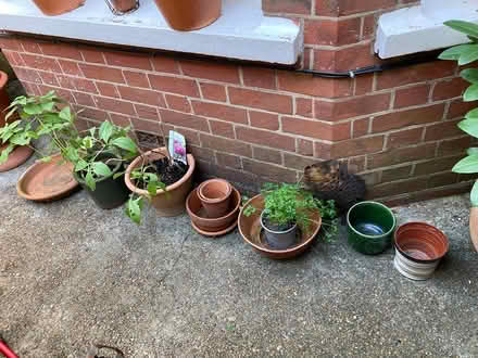 Photo of free Plants and pots (Preston Park BN1) #1