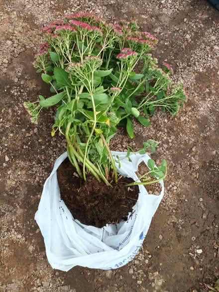 Photo of free Sedum plant and roots - bag 2 (Leicester/Wigston LE2) #1