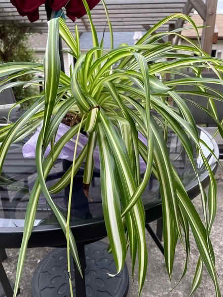Photo of free Big spider plant (Bloor Lansdowne) #1
