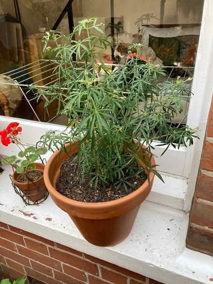 Photo of free Plants and pots (Preston Park BN1) #2