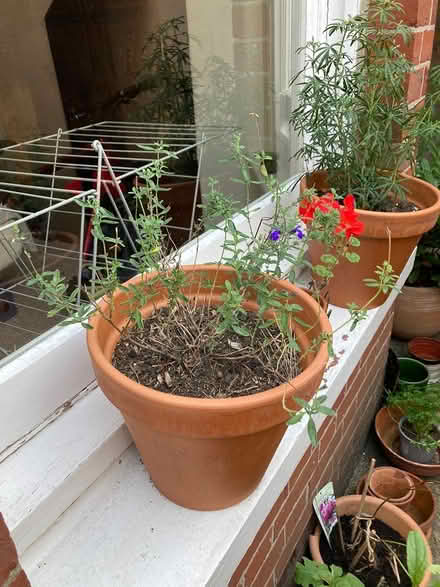 Photo of free Plants and pots (Preston Park BN1) #4