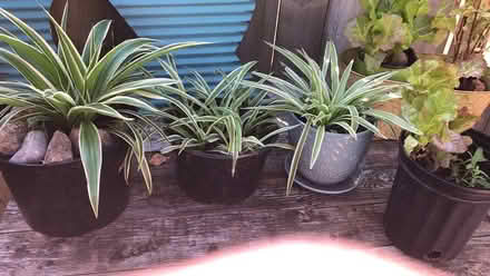 Photo of free Spider plants (Markham rd and Lawrence) #1