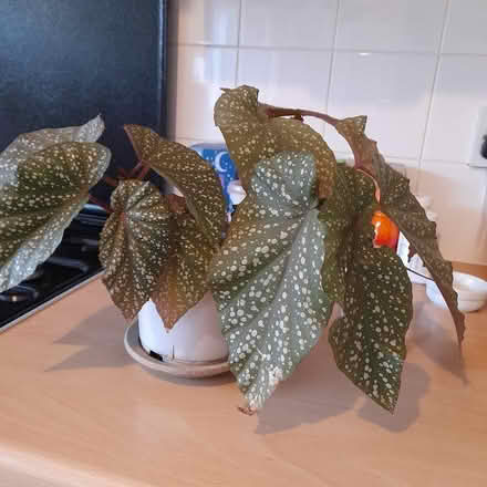 Photo of free Houseplant - Begonia (Amersham HP7) #1