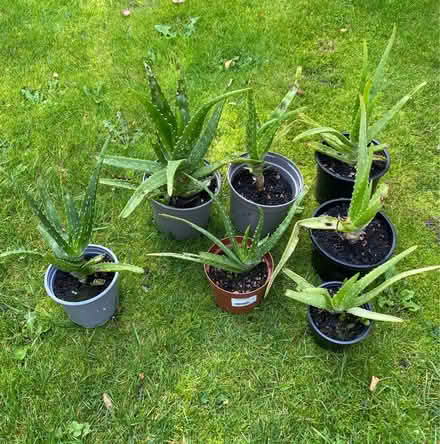 Photo of free Aloe Vera plants (Didcot, OX11) #1