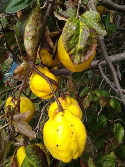 Photo of free Quince available in Headington (Headington OX3) #1