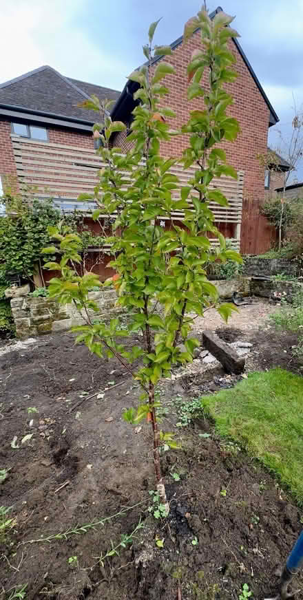 Photo of free Cherry Tree x three - upright/narrow (Two Dales DE4) #2
