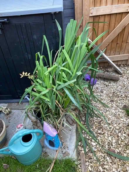 Photo of free Fish pond plant (Newport pagnell) #1