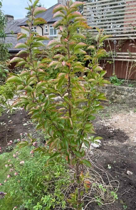 Photo of free Cherry Tree x three - upright/narrow (Two Dales DE4) #1