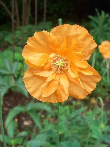 Photo of free Poppy plants (Bowbridge GL5) #1