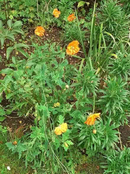 Photo of free Poppy plants (Bowbridge GL5) #2