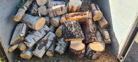 Photo of free Birch Logs delivery (TW1 Richmond) #1