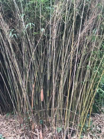 Photo of free Organically grown bamboo canes 6ft+ (Cranwell) #2