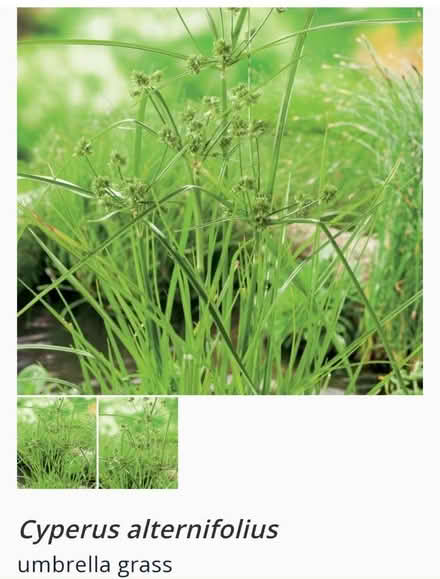 Photo of free Cyprus plants (Manchester M19) #2