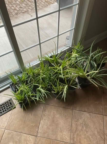 Photo of free Aloe plants (Baseline & Merivale) #1