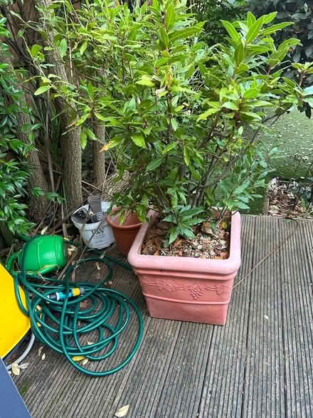 Photo of free Bay tree (Clapham Junction) #1