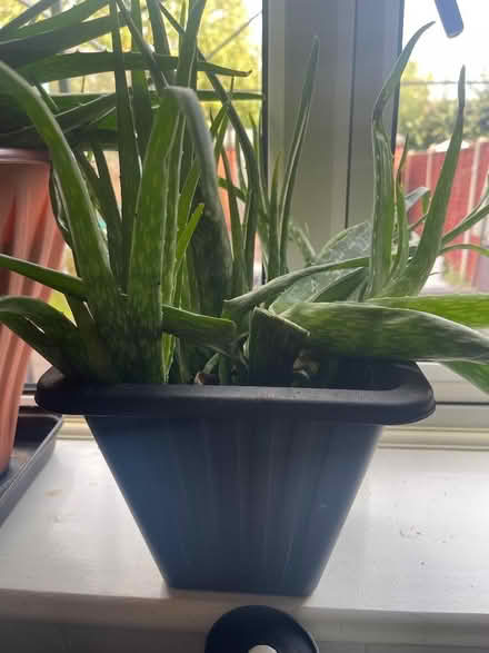 Photo of free Aloe Vera plant. (Westbury BA13) #1