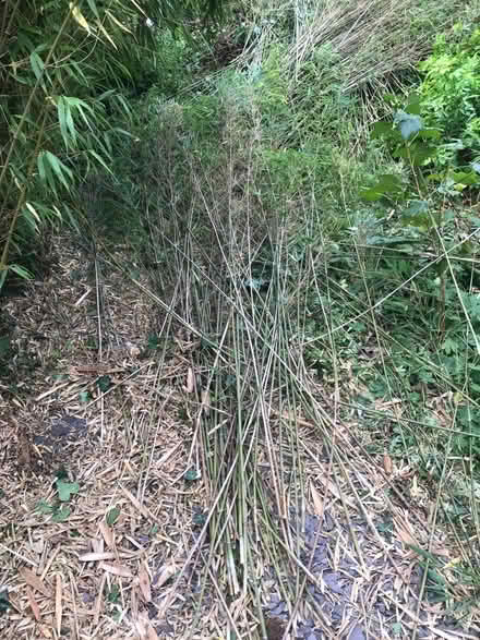Photo of free Organically grown bamboo canes 6ft+ (Cranwell) #1