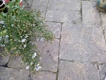 Photo of free Michaelmas Daisies (Stratford E15 4) #1