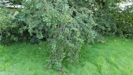 Photo of free Damsons, ripe and ready now - plenty (Canworthy Water PL15) #2