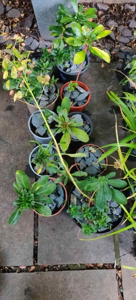 Photo of free Euphorbia (Manchester M19) #1