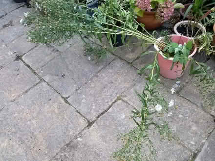 Photo of free Michaelmas Daisies (Stratford E15 4) #2