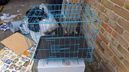 Photo of free Pet cage (CT10) #1