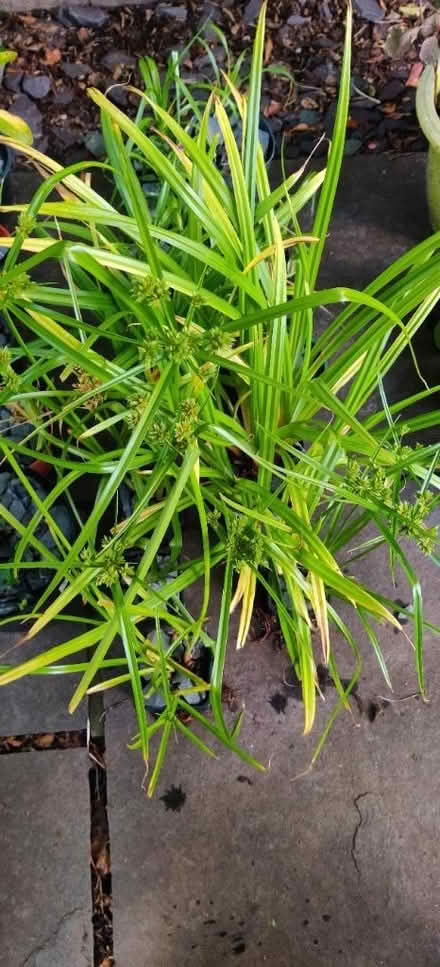 Photo of free Cyprus plants (Manchester M19) #1