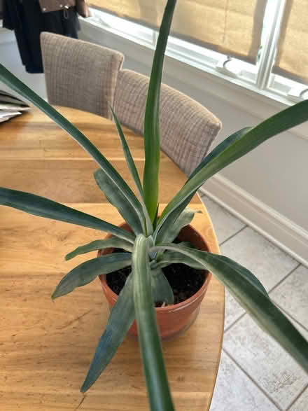 Photo of free Pineapple plant (NW Evanston) #3