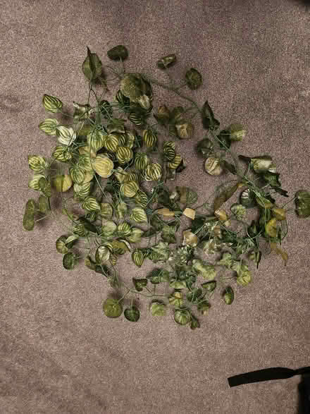 Photo of free Reptile vine decorations (Richmond TW10) #1