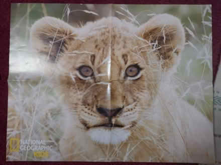 Photo of free Posters from National Geographic Kids (City Point DE24) #4