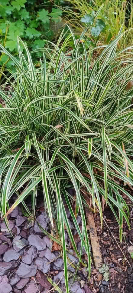 Photo of free Carex grass (Manchester M19) #1